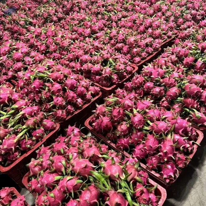 Fresh Dragon Fruit