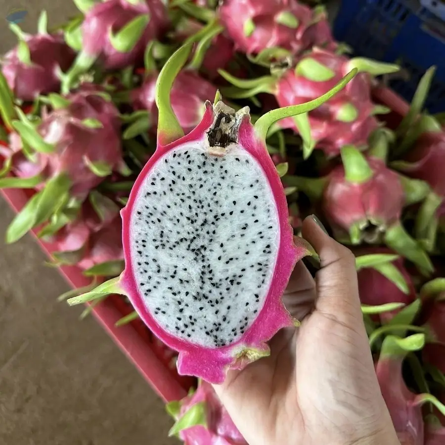 Fresh Dragon Fruit