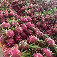Fresh Dragon Fruit