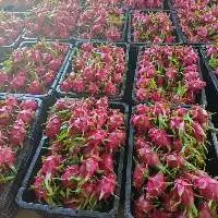 Fresh Dragon Fruit