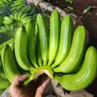 Fresh Cavendish Banana