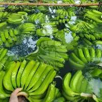 Fresh Cavendish Banana