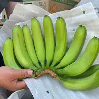 Fresh Cavendish Banana