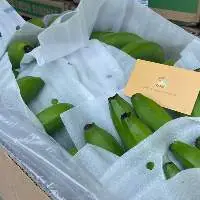 Fresh Cavendish Banana