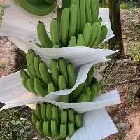 Fresh Cavendish Banana
