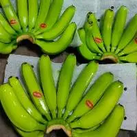 FRESH CAVENDISH BANANA