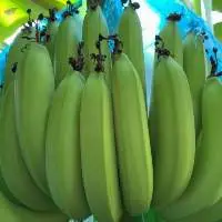 Fresh Cavendish Banana