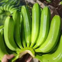 Fresh Cavendish Banana