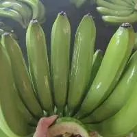 Fresh Cavendish Banana