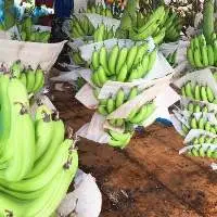 Fresh Cavendish Banana