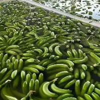 Fresh Cavendish Banana