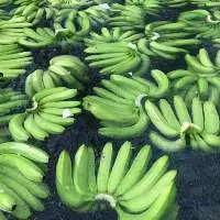 Fresh Cavendish Banana