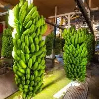 Fresh Cavendish Banana