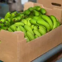 Fresh Cavendish Banana
