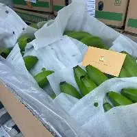 Fresh Cavendish Banana