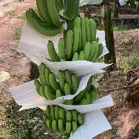 Fresh Cavendish Banana