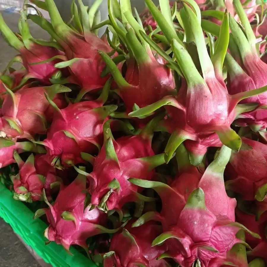 Fresh Dragon Fruit
