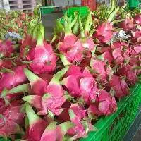 Fresh Dragon Fruit