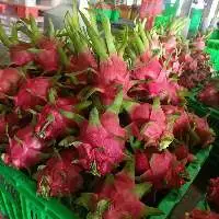 Fresh Dragon Fruit