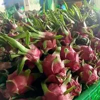 Fresh Dragon Fruit