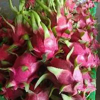 Fresh Dragon Fruit