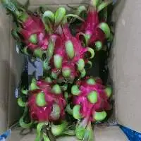 Fresh Dragon Fruit