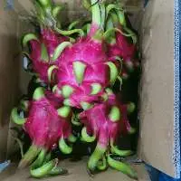 Fresh Dragon Fruit
