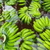 Fresh Cavendish Banana