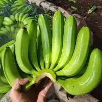 Vietnam Fresh Cavendish Banana