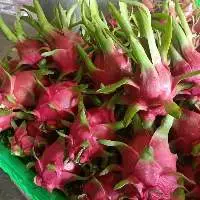 Fresh Dragon Fruit