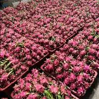 Fresh Dragon Fruit