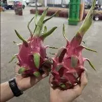 Fresh Dragon Fruit