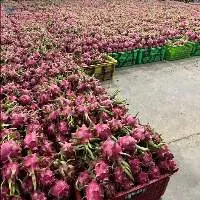 Fresh Dragon Fruit