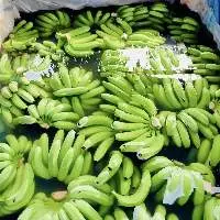 Fresh Cavendish Banana