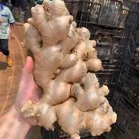 New Crop Fresh Ginger Roots In Vietnam