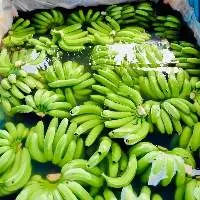 Fresh Cavendish Banana In Vietnam