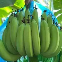 Vietnam Fresh Cavendish Banana
