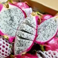 Vietnam Fresh Dragon Fruit