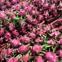 Fresh Dragon Fruit