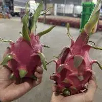 Fresh Dragon Fruit