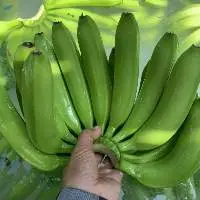 Fresh Cavendish Banana