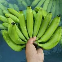 Fresh Cavendish Banana