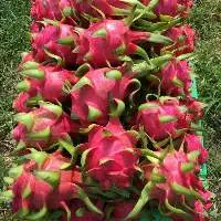 Natural Fresh Dragon Fruit  