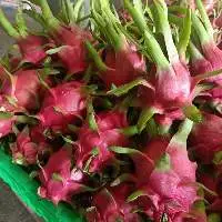 Vietnam Fresh Dragon Fruit