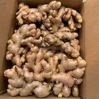 Vietnam Fresh Ginger Roots