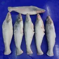 Vietnam Frozen Pangasius Whole Round