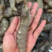 Vietnam Frozen Raw Vannamei Shrimp