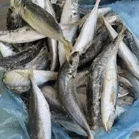Vietnam Frozen Round Scad