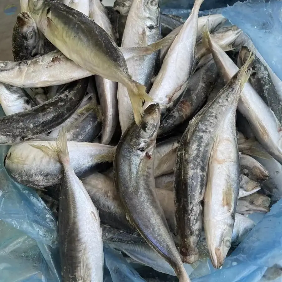 Vietnam Frozen Round Scad