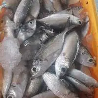 Vietnam Frozen Big Eye Scad